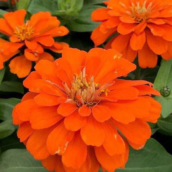 Zinnia Orange Tall Desi Flower Seeds