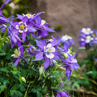 Alpine Columbine