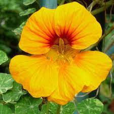 Nasturtium Golden Yellow Seeds