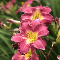 Romantic Returns Reblooming Daylily