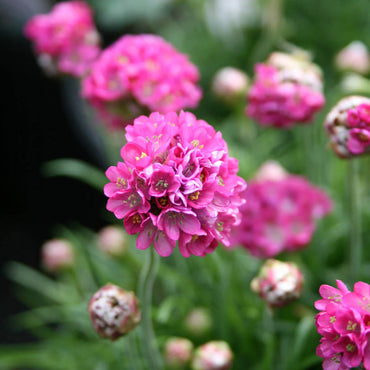 Armeria- Morning Star Deep Rose