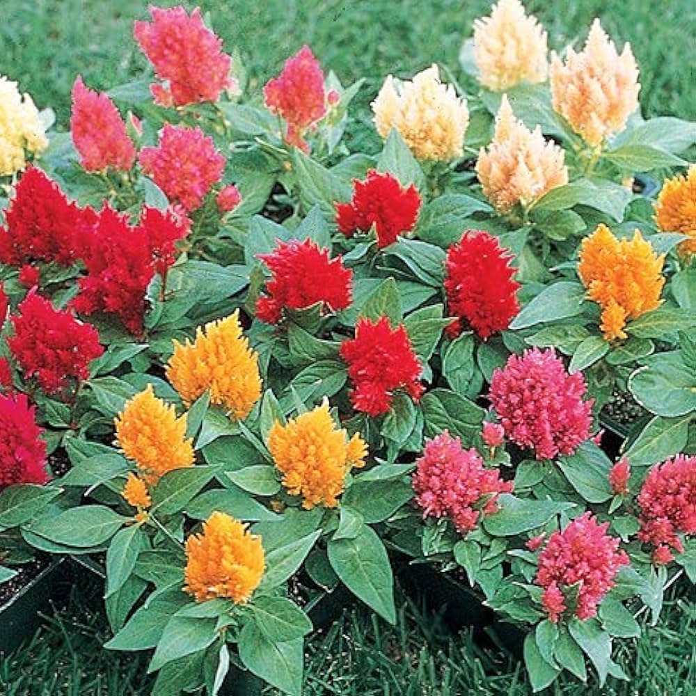 Pampas Plume – Celosia Seed