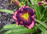 Storm Shelter Reblooming Daylily