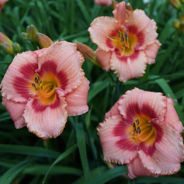 Strawberry Candy Dwarf Reblooming Daylily