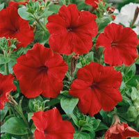 Petunia Grandiflora Red Flower Seeds