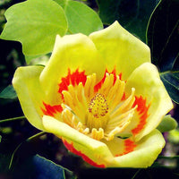 Magnoliaceae Flower Seeds Ornamental Plant Liriodendron Chinense