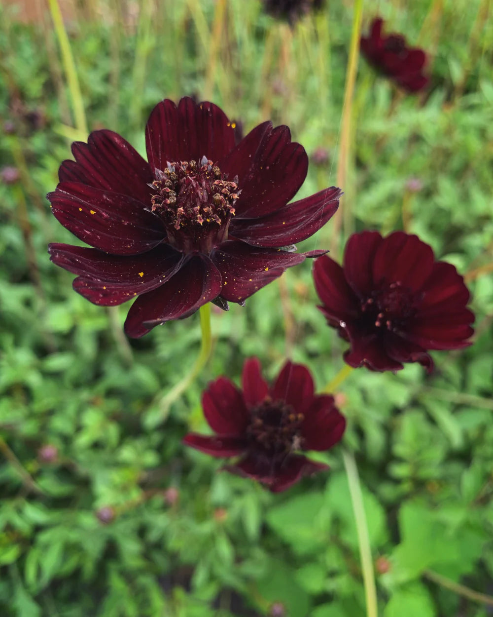 Rare Chocolate Cosmos Flower Seeds-Blooms all summer long