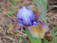 Blueberry Tart Dwarf Bearded Iris