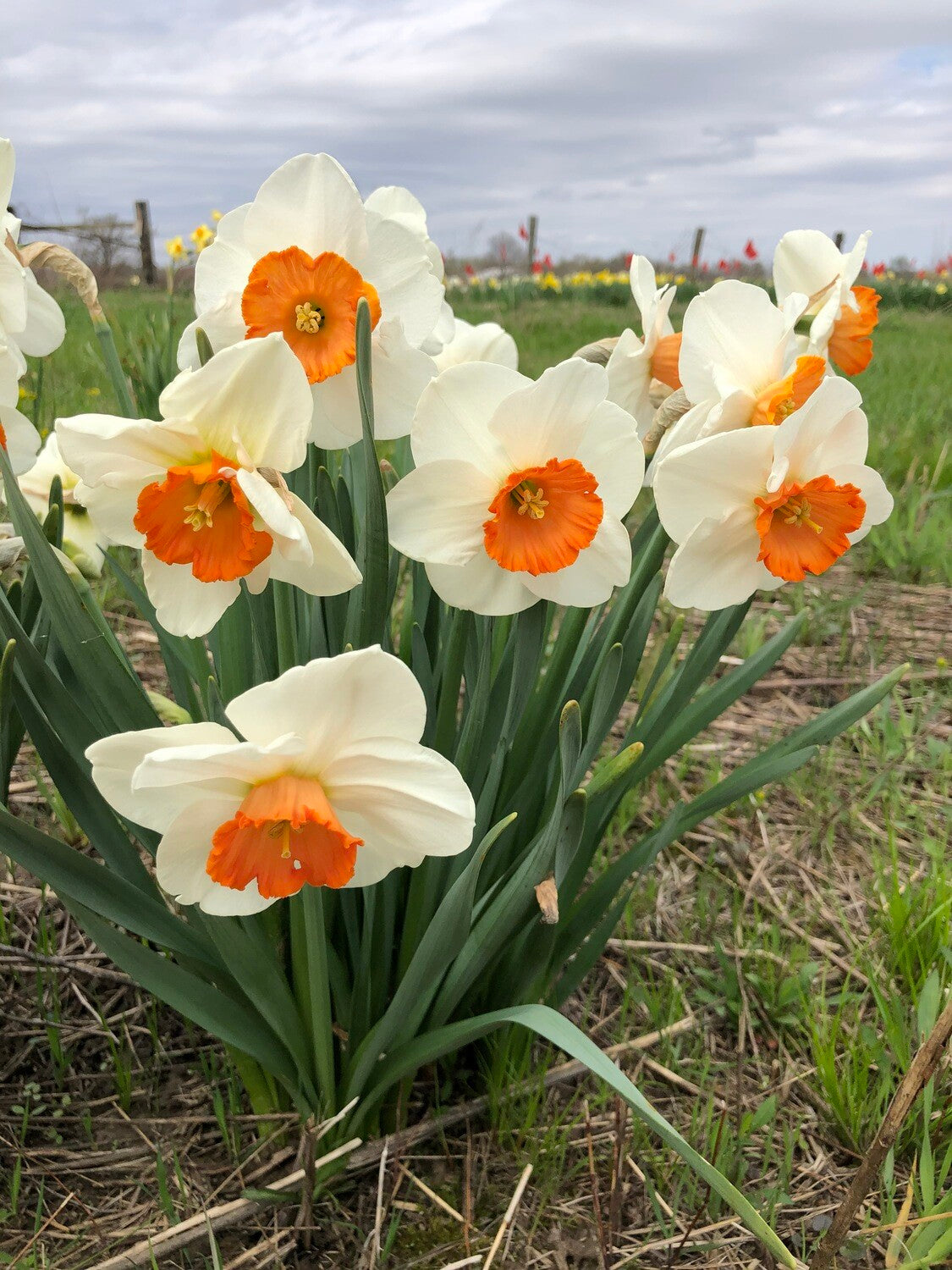 Amadeus Daffodil Seeds