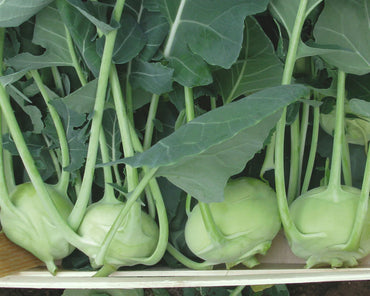 Terek – Kohlrabi Seed