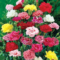 Carnation Giant Chabaud Mixed Color Seeds