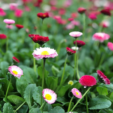 Bellis Perennis Daisy Mixed Color Flower Seeds