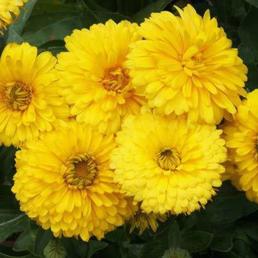 Calendula Bon Bon Yellow Flower Seeds