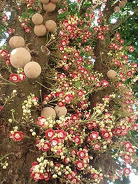 Kailashpati Cannonball Tree Seeds