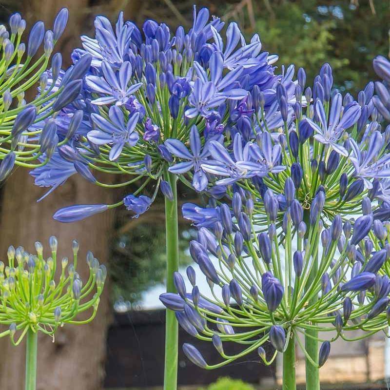 Blue Globe Agapanthus