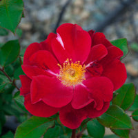 Top Gun Shrub Rose