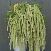 Emerald Tassels – Amaranthus Seed