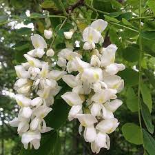 Robinia Pseudoacacia Black Locust Seeds