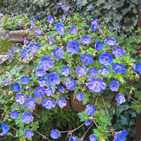 Rozanne Everblooming Geranium