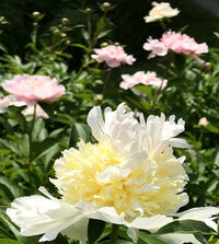 Top Brass Peony