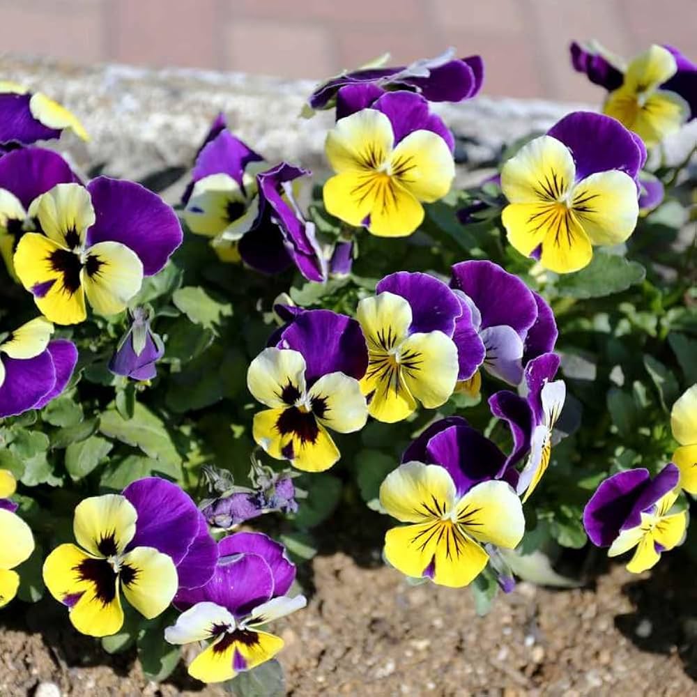 Pansy, Viola Johny Jump Up Seeds