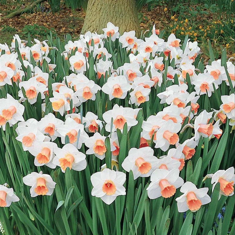 Amazing Naturalizing Daffodil Collection Seeds