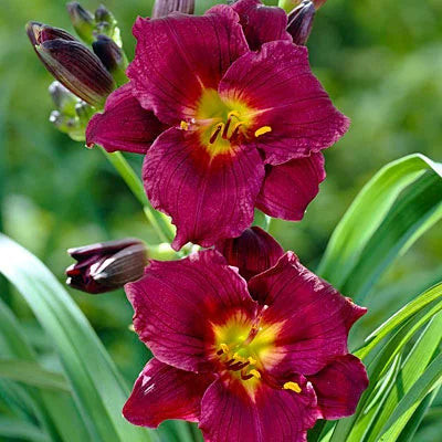 Plum Perfect Reblooming Daylily