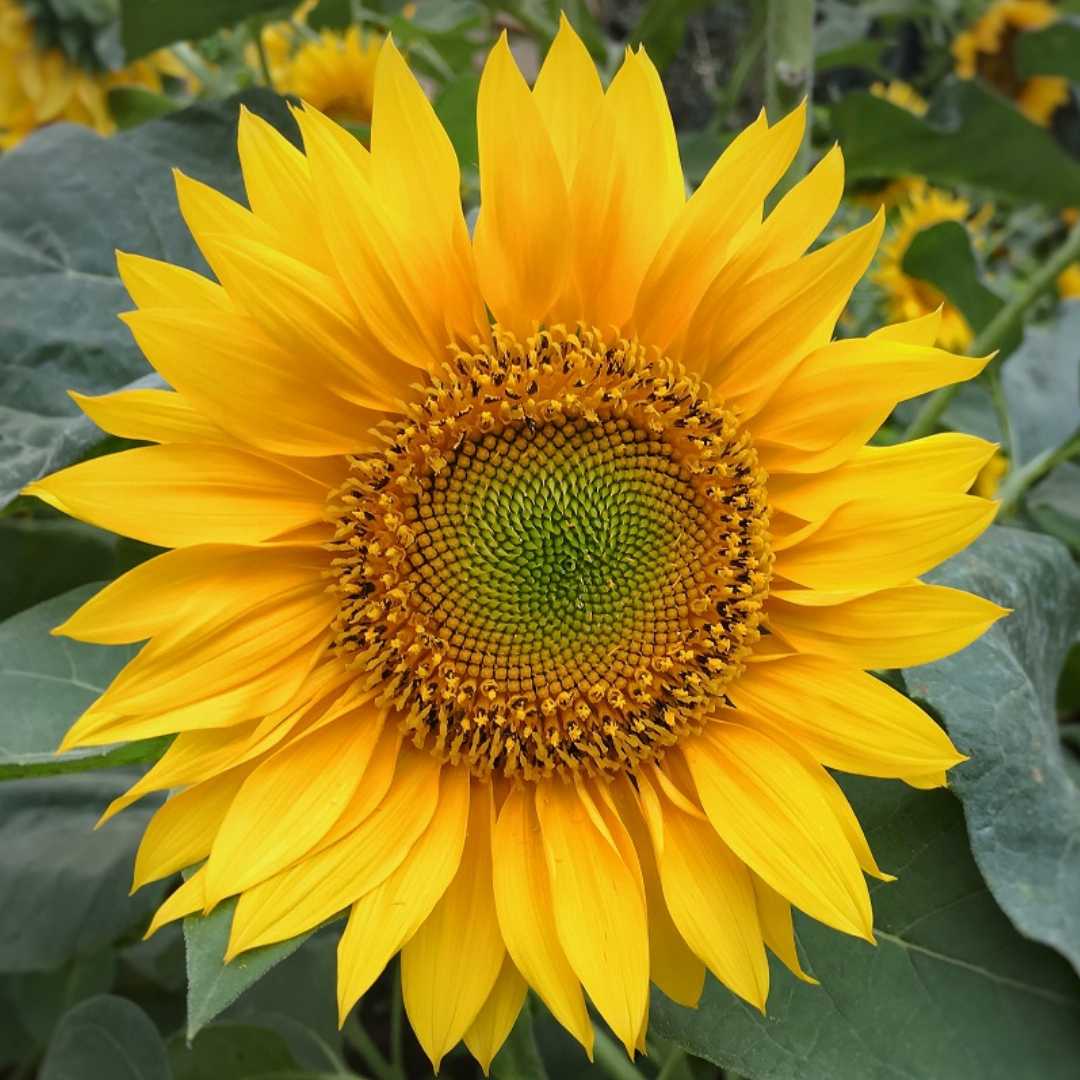 Sunflower Russian Giant Seeds