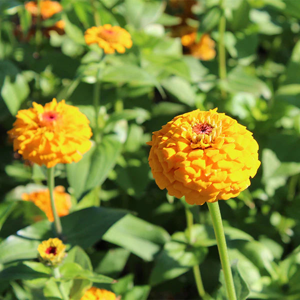 Giant Dahlia Flowered Golden Yellow Zinnia