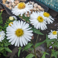 White Ladies Belgian Aster