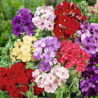 Phlox Beauty Mixed Color Seeds