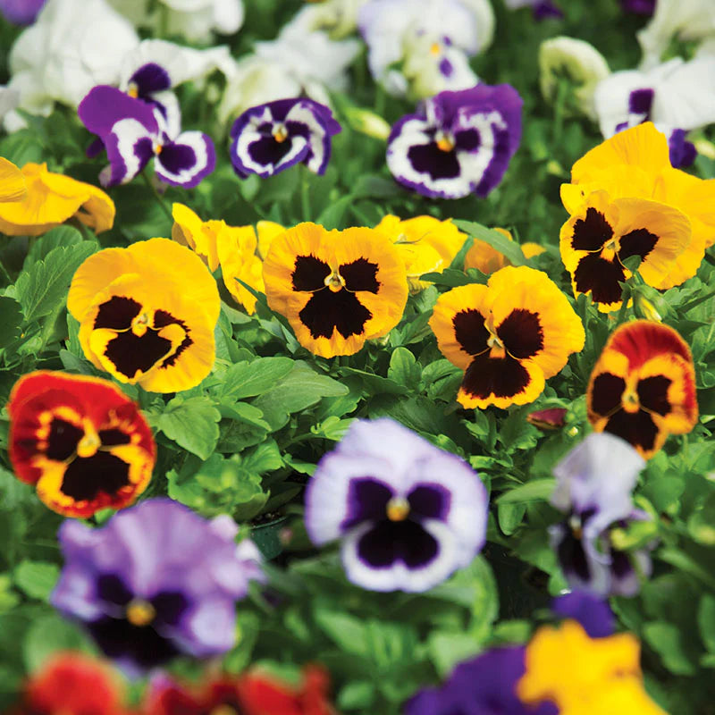 Blotch Mixed Color Flower Seeds