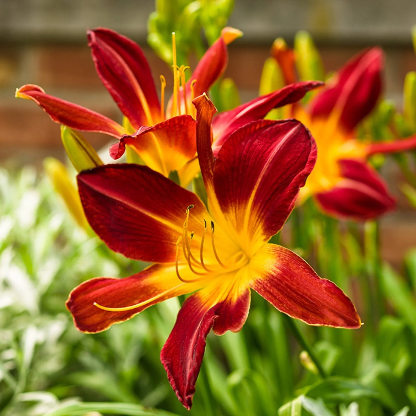 Ruby Spider Daylily