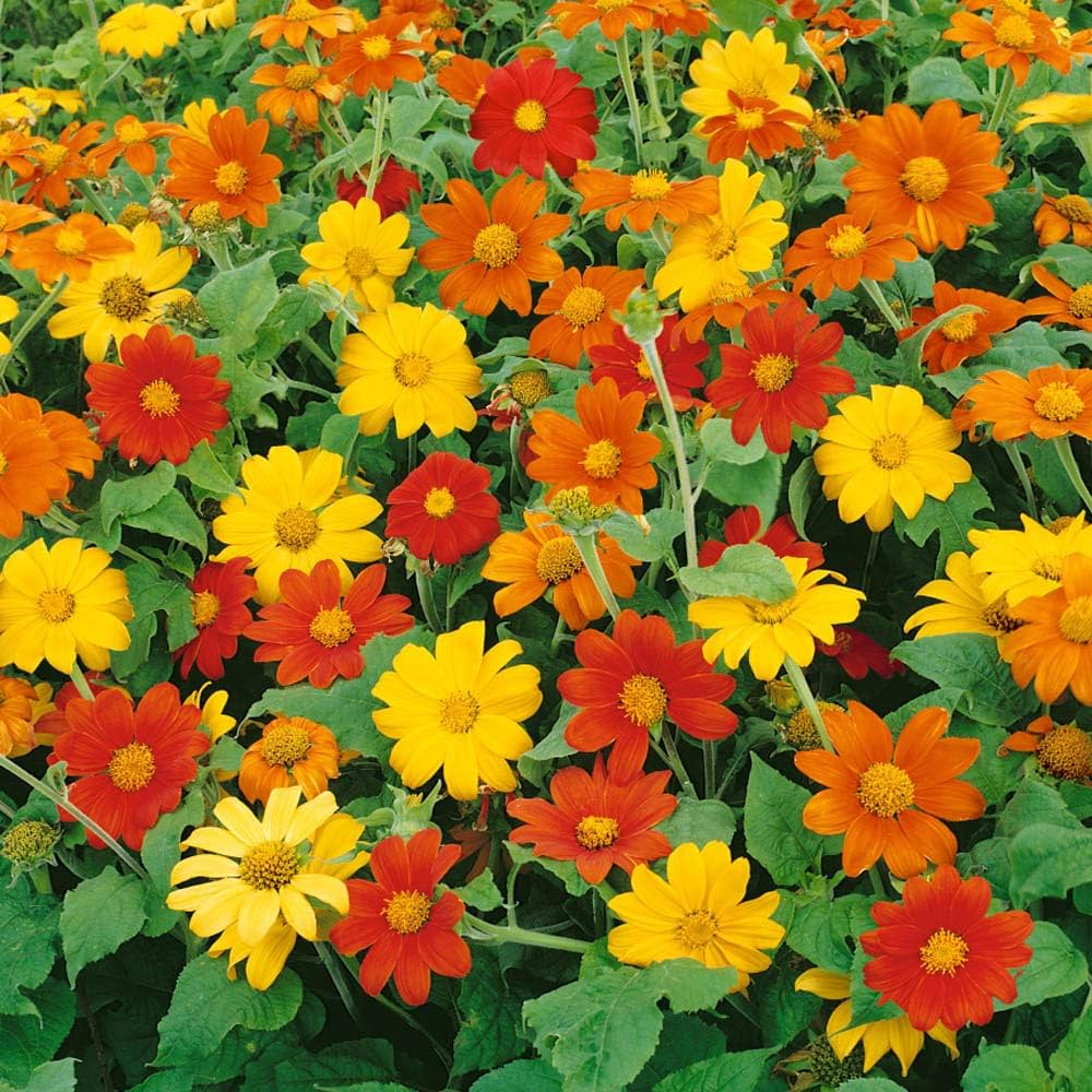 Mexican Sunflower – Tithonia Seed