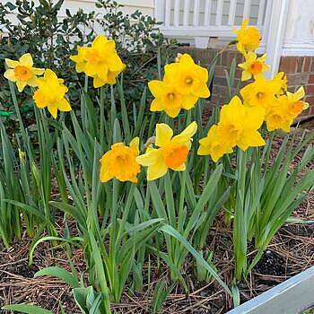 3 Months of Yellow Daffodils Seeds