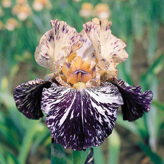 Zebra Iris Mixture