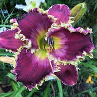 Exhibitionist Reblooming Daylily