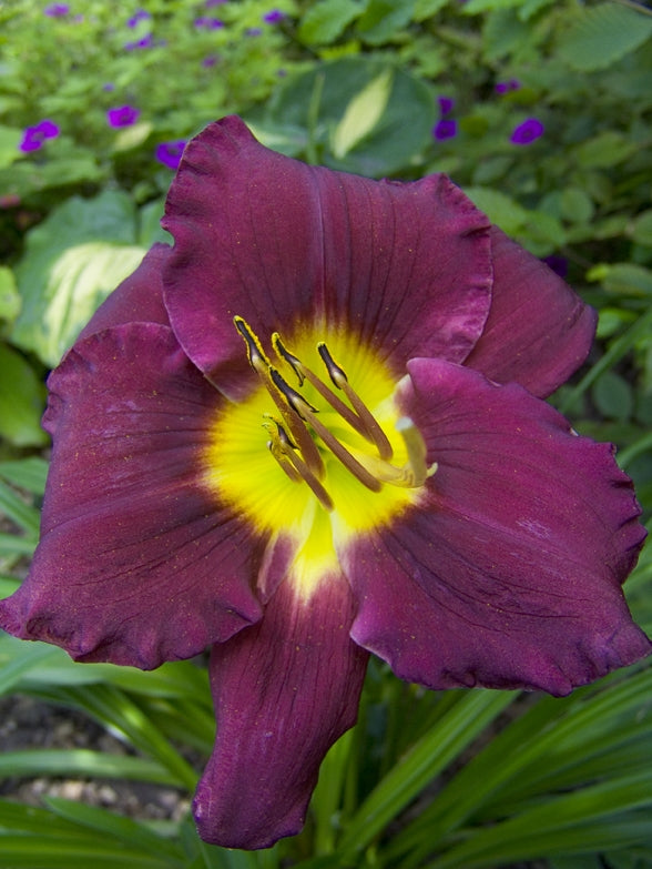 Bela Lugosi Reblooming Daylily