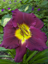 Bela Lugosi Reblooming Daylily