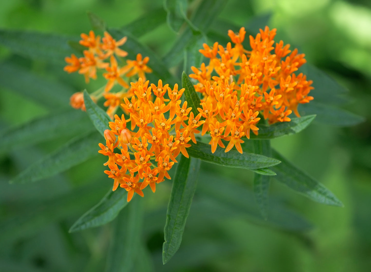 Pleurisy Root – Organic Asclepias Seed