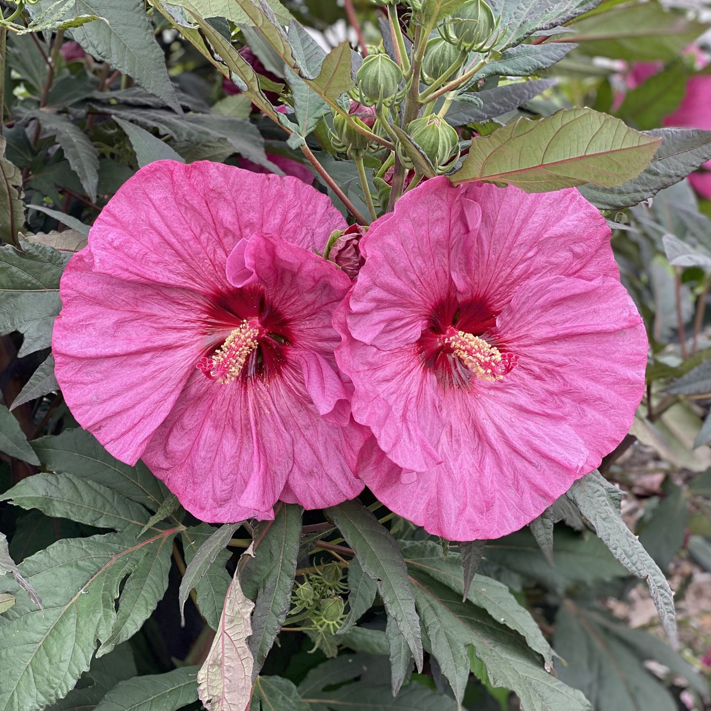 Berry Awesome Hibiscus