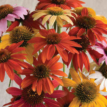 Cheyenne Spirit – Echinacea Seed