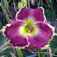 Mulberry Freeze Reblooming Daylily