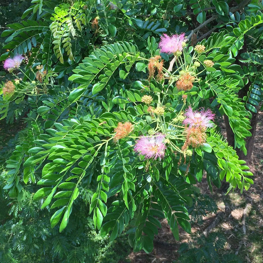 Samanea Saman Rain Tree Seeds