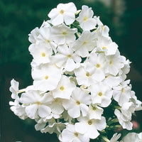 White Titan Phlox Tree