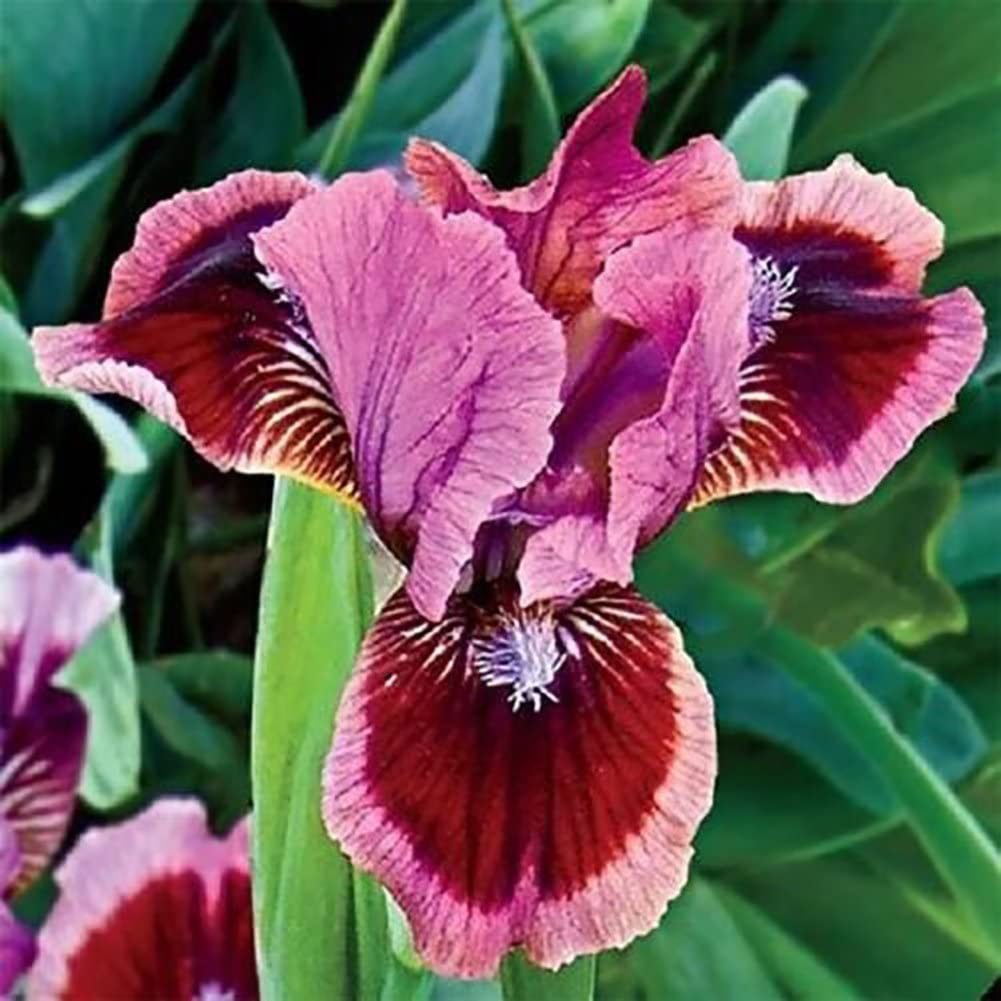 Cat's Eye Dwarf Bearded Iris