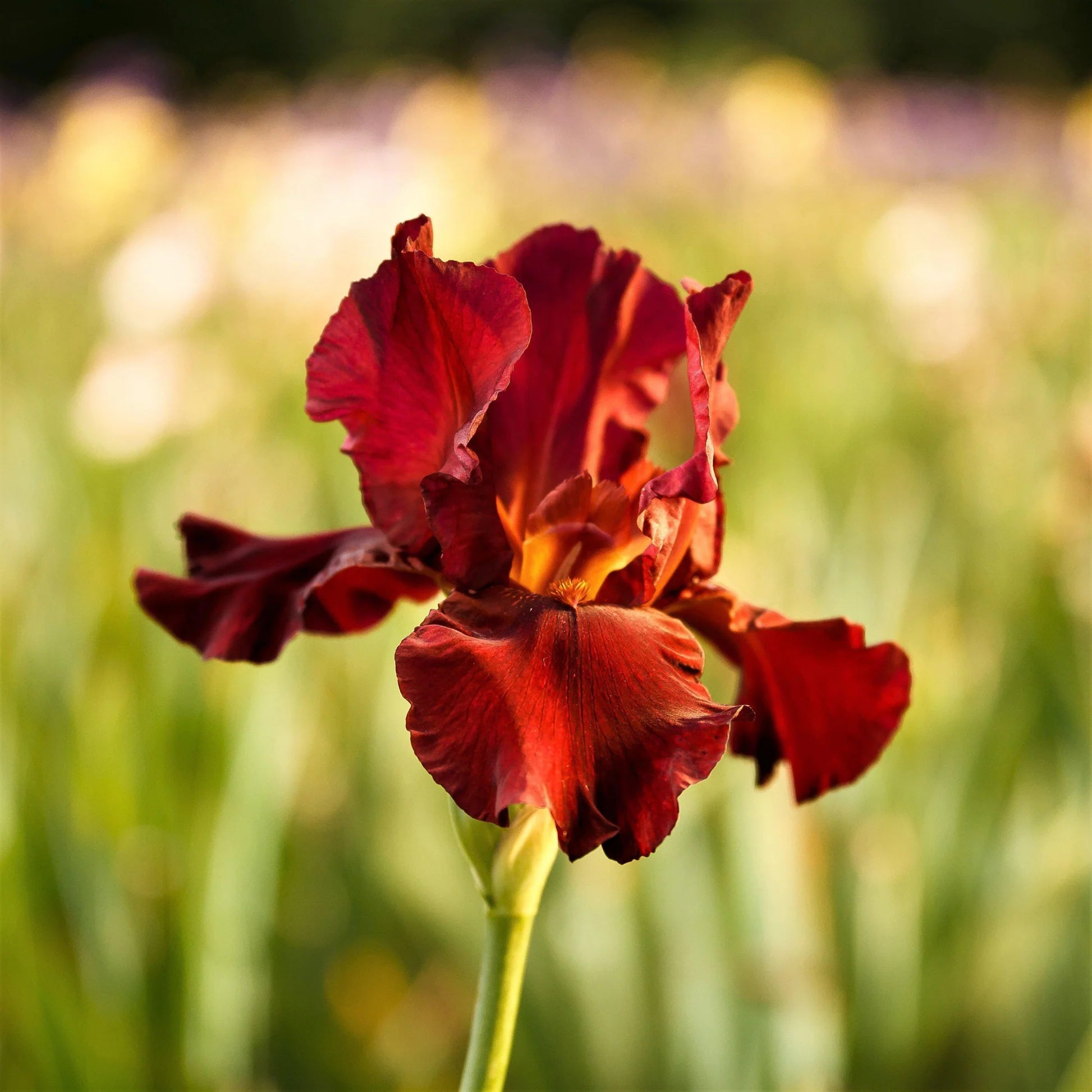 Bernice's Legacy Reblooming Bearded Iris