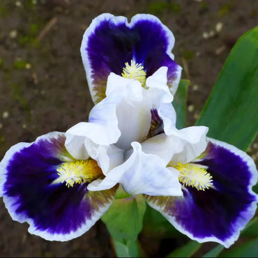 Bitty Beauty Dwarf Bearded Iris