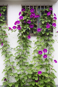 Perennial Plant Garden Decoration Vines Climbing Clematis Seed