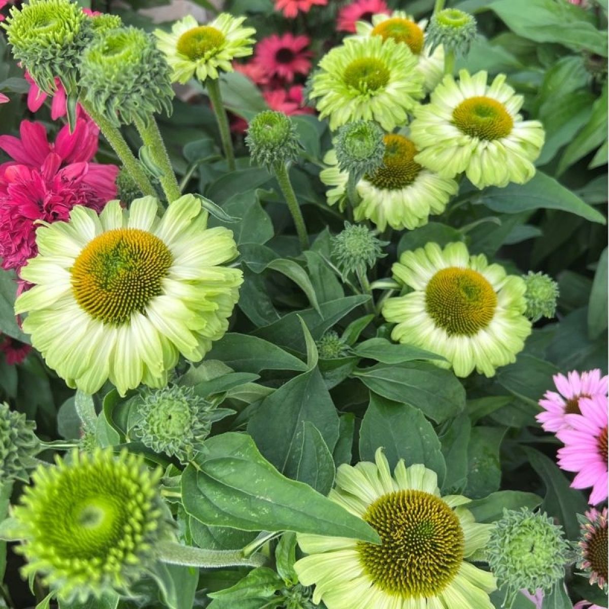 Apple Green Coneflower